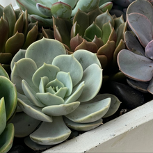 Load image into Gallery viewer, Succulent Planter
