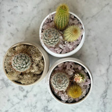 Load image into Gallery viewer, Cactus QTs
