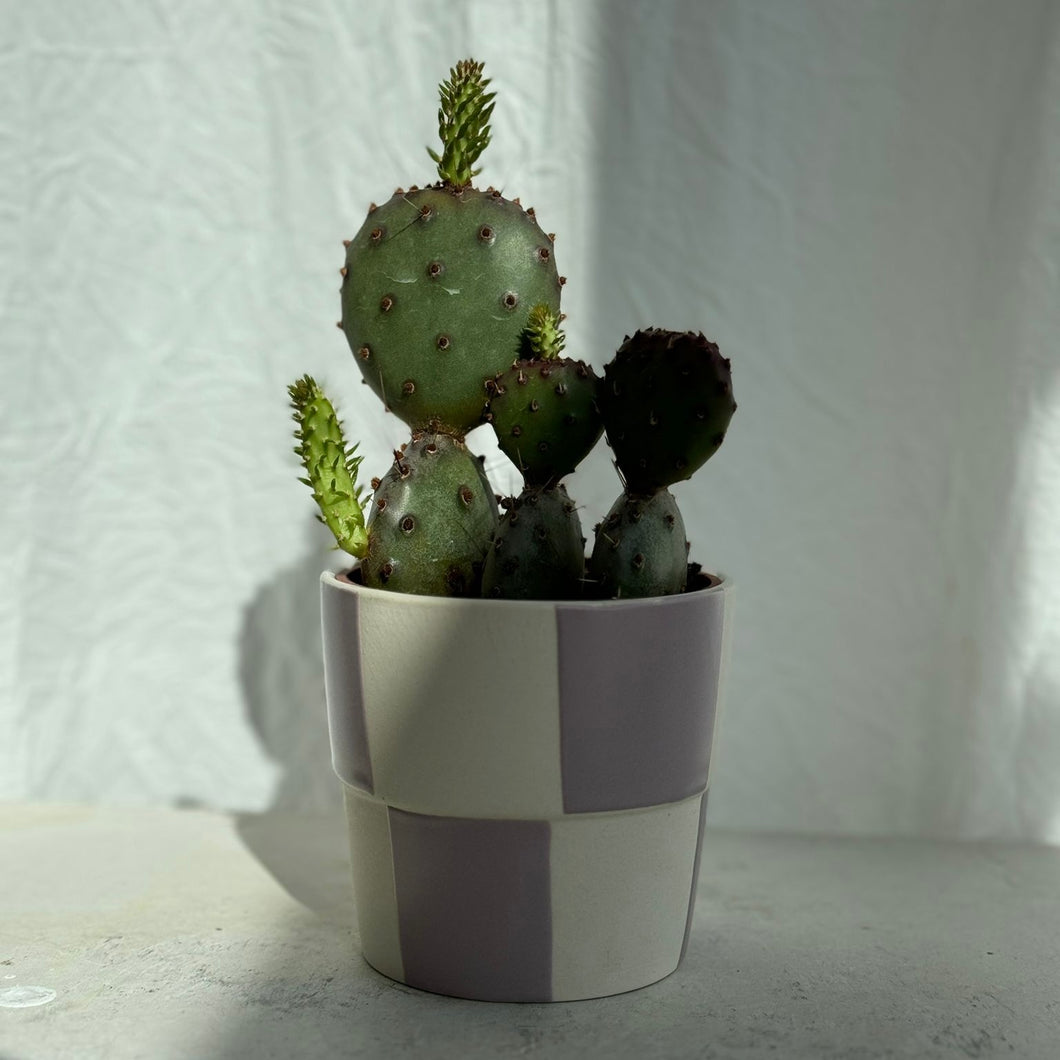 Mini cacti
