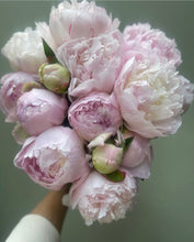 Load image into Gallery viewer, Peony Market Bundles (Pre-Order for Mother&#39;s Day May 11-14)
