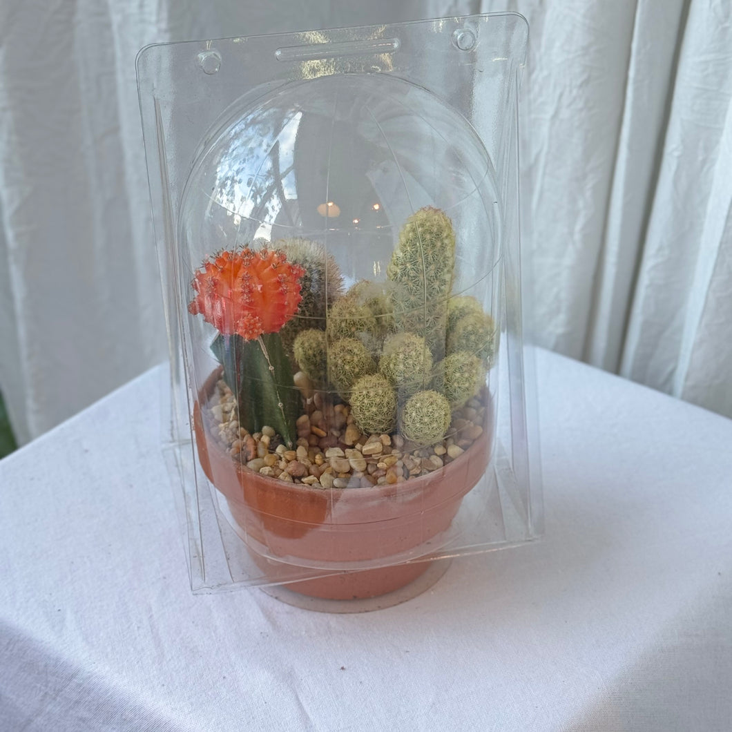 Mini Cacti Garden