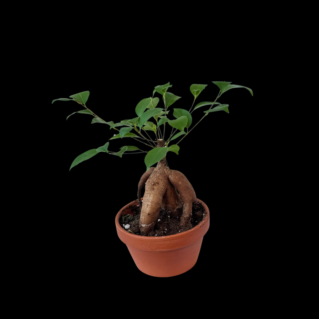 Ficus Microcarpa Plant