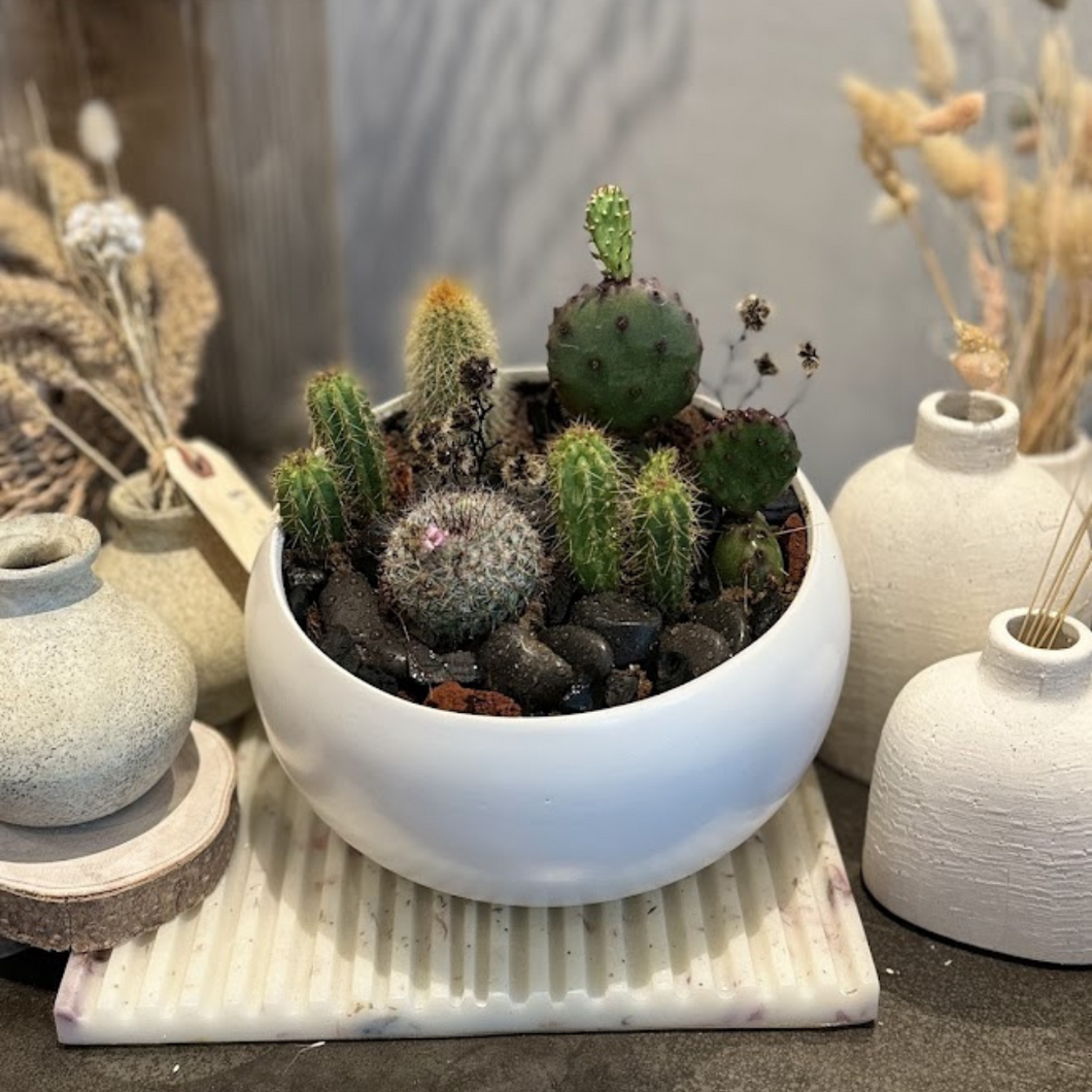 Succulent + Cacti designs