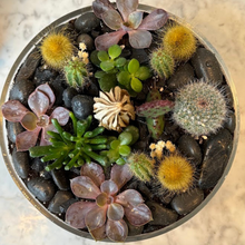 Load image into Gallery viewer, Succulent + Cacti designs
