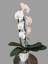Load image into Gallery viewer, Potted Orchids
