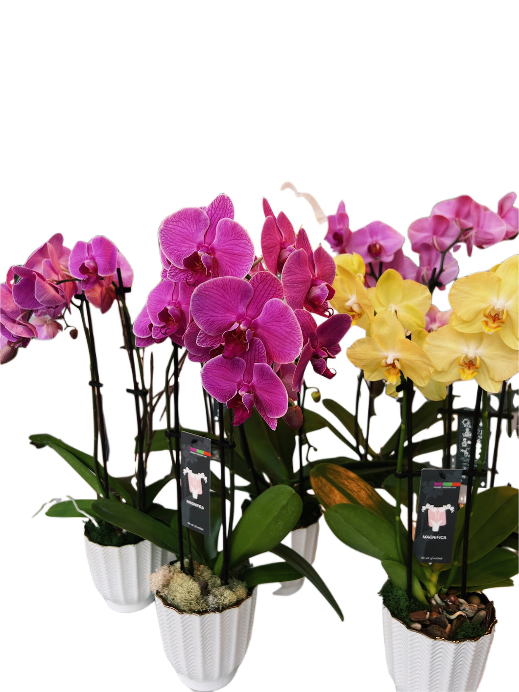 Potted Orchids